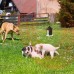 Puppy Dog Outdoor Ultrasonic Anti Barking Control Birdhouse Bark SNuisance