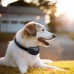 Anti-bark training collar super quality for pet dog no rude bark
