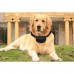 Wholesale No Bark Dog Collar Vibration Anti Bark Shock Control with 7 Levels Button Adjustable Sensitivity Control