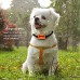 Dog Rechargeable Anti Bark Collar Control Waterproof SBarking Dog Intelligent Ultrasonic Training Collars
